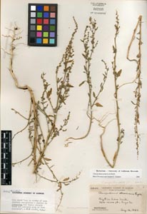 Herbarium sheet of 